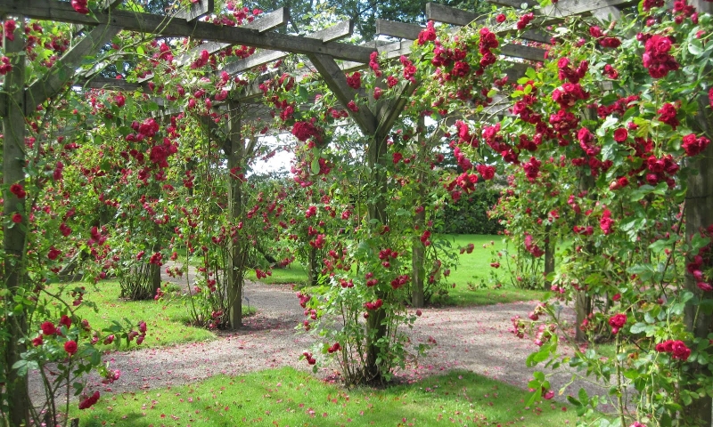 Wymarzony różany ogród