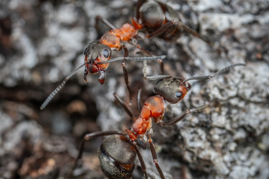 mrówki w borach tucholskich
