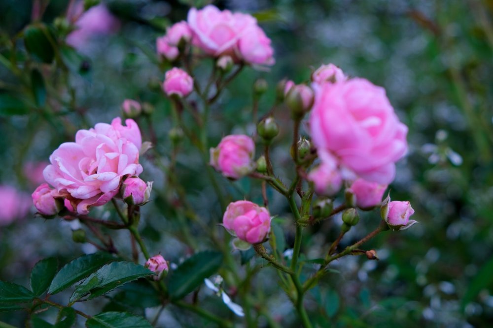 Jak uprawiać róże? Cenne wskazówki dla ogrodników