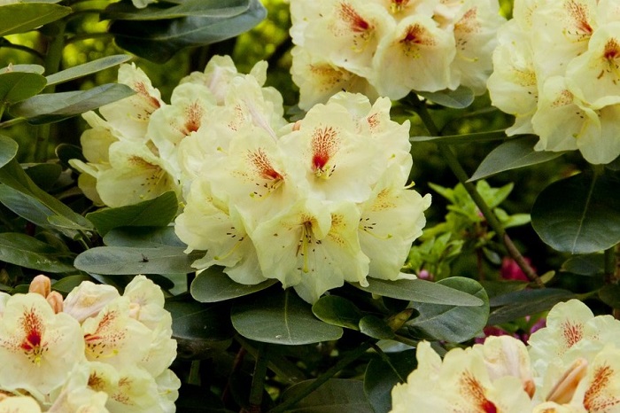 Uprawa Rhododendronów